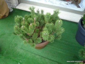 Pinus mugo