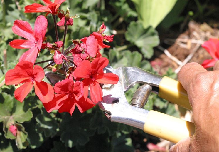 Pelargonium: gerani, e – verdecommerce Come potare gerani
