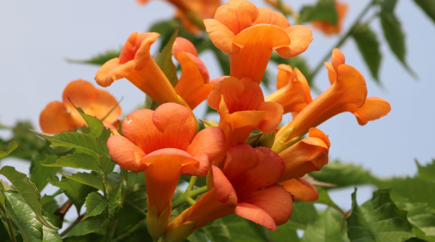 Orangerote Trompetenblume ‘Mme Galen’ – Campsis tagliabuana ‘Mme Galen’