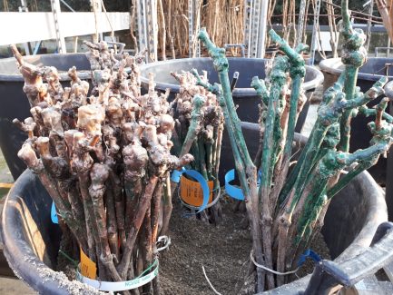 Piante da frutto a radice nuda