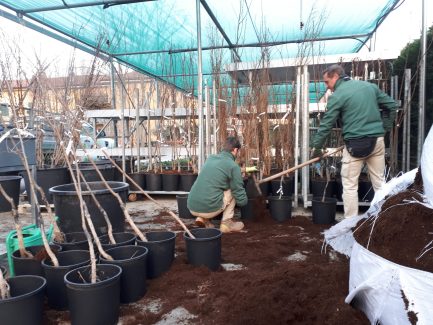 Vendita piante da frutto a radice nuda