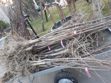 Vendita alberi da frutto a radice nuda