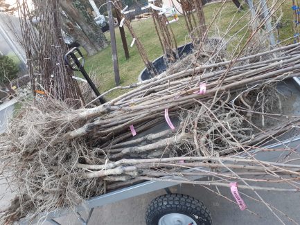 Vendita alberi da frutto a radice nuda