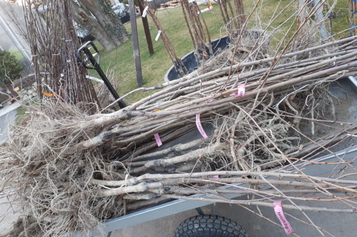 Vendita alberi da frutto a radice nuda