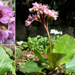 Bergenia cordifolia Purpurea - Il fiore di San Giuseppe