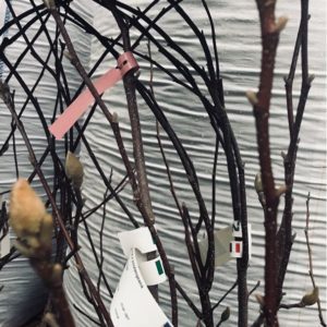 Magnolia Soulangeana