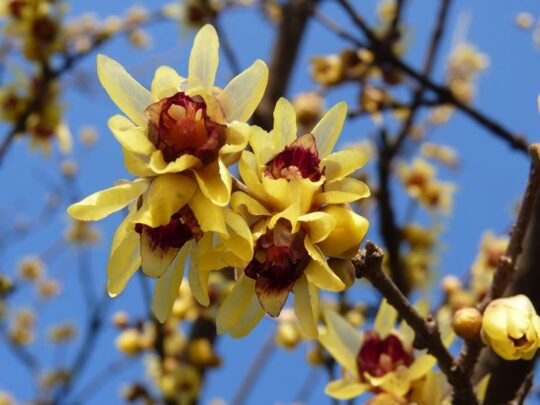 Calicanto - Chimonanthus praecox