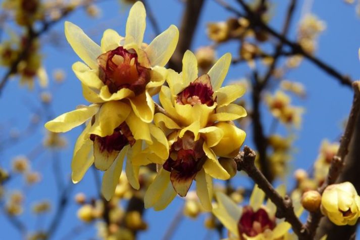 Calicanto - Chimonanthus praecox