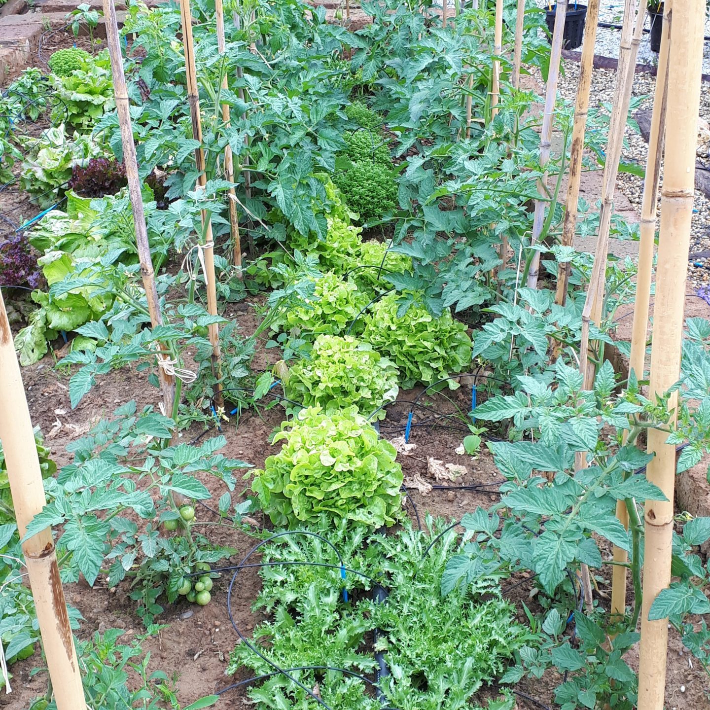 lavori di giardinaggio a giugno - orto e giardino