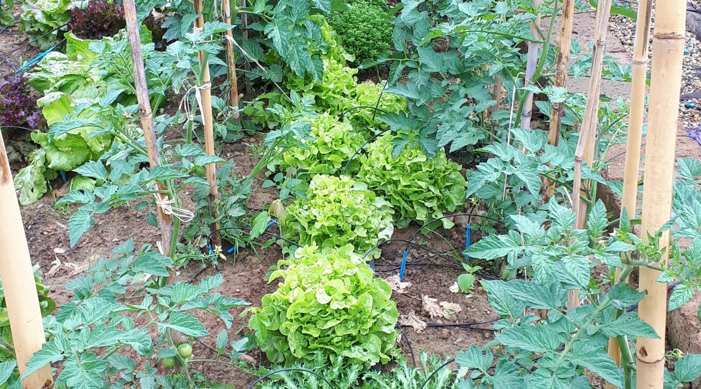 lavori di giardinaggio a giugno - orto e giardino