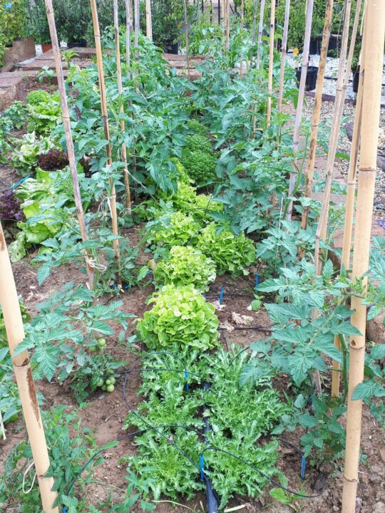 lavori di giardinaggio a giugno - orto e giardino