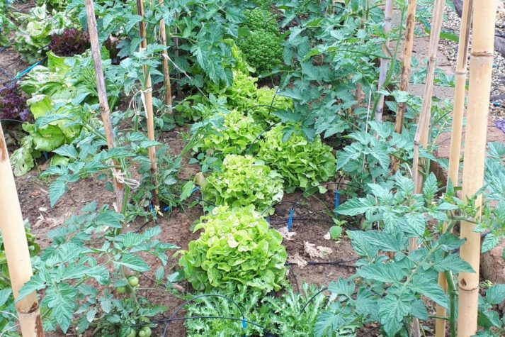 lavori di giardinaggio a giugno - orto e giardino