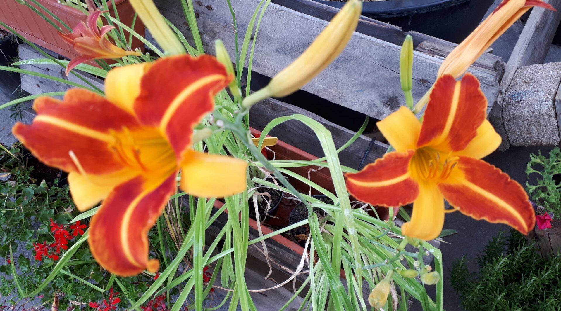 Lavori di luglio e fioriture