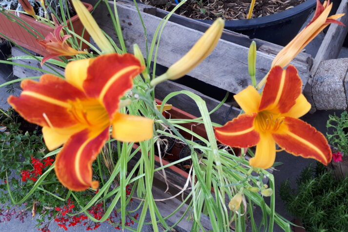 Lavori di luglio e fioriture