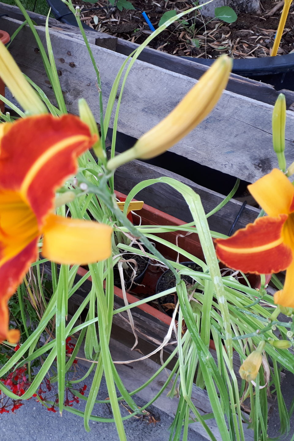Lavori di luglio e fioriture