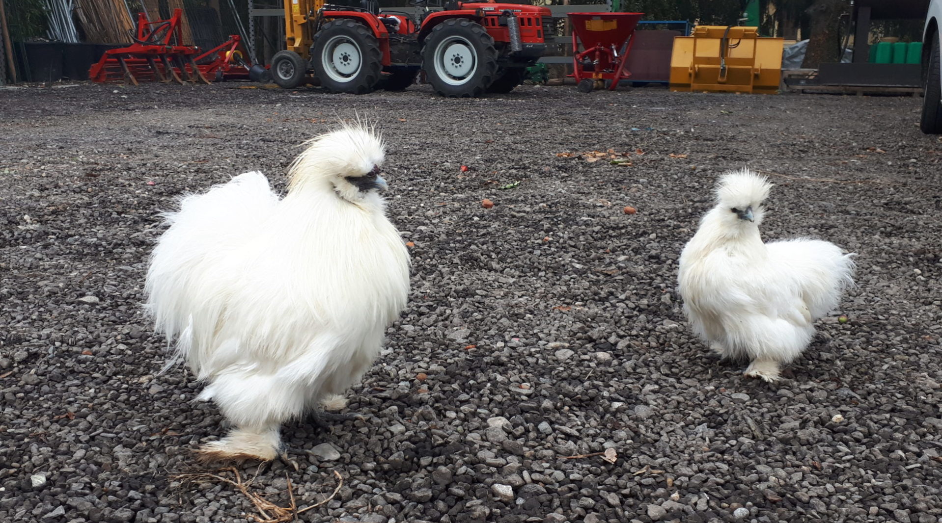 Petunia e Peonia – Le galline Cocincine