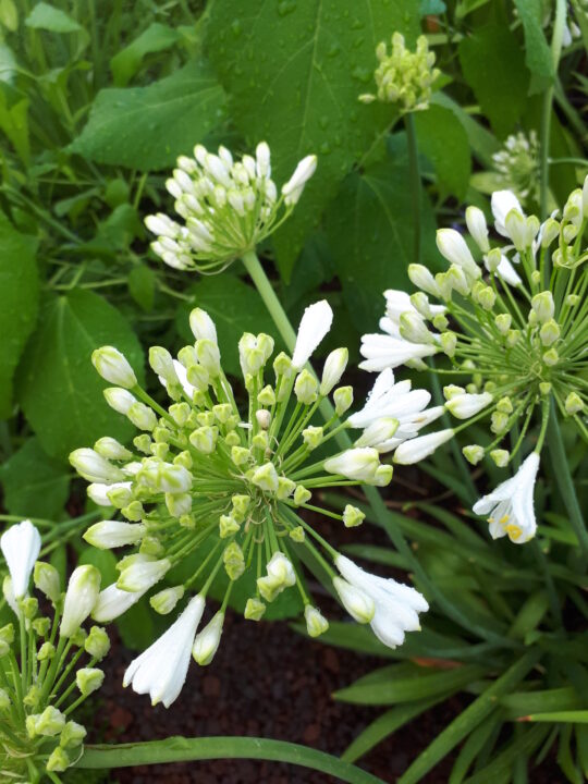 Agapanto bianco
