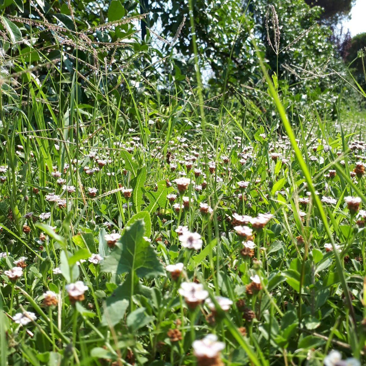 Trattamento biologico contro le zanzare per prato e giardino