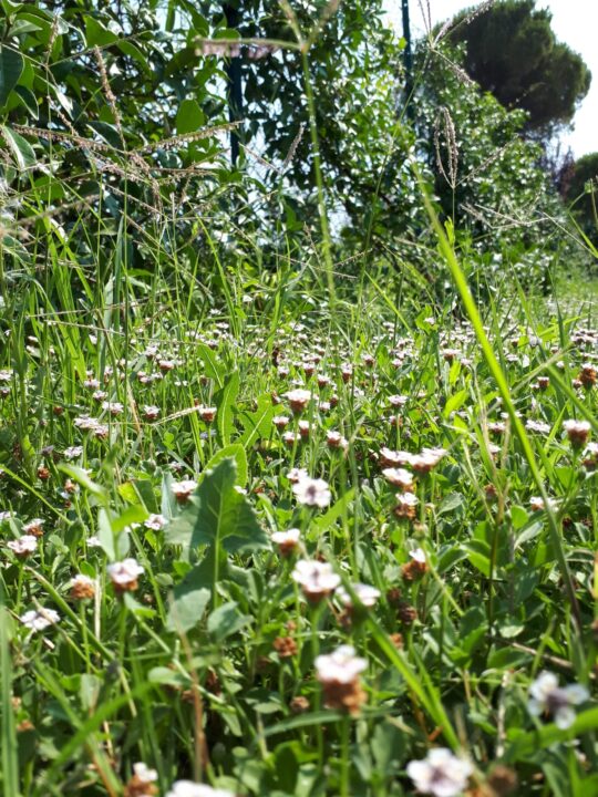 Trattamento biologico contro le zanzare per prato e giardino