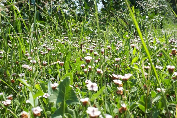 Trattamento biologico contro le zanzare per prato e giardino
