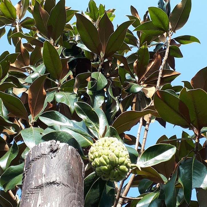 Magnolia Grandiflora