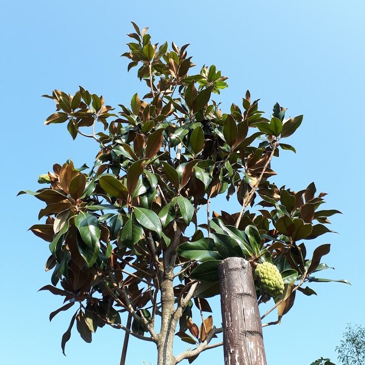 Magnolia Grandiflora