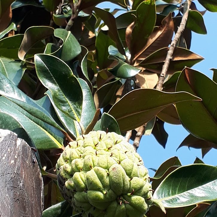 Magnolia Grandiflora