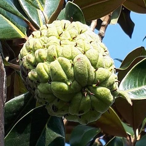 Magnolia Grandiflora