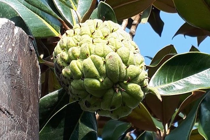 Magnolia Grandiflora