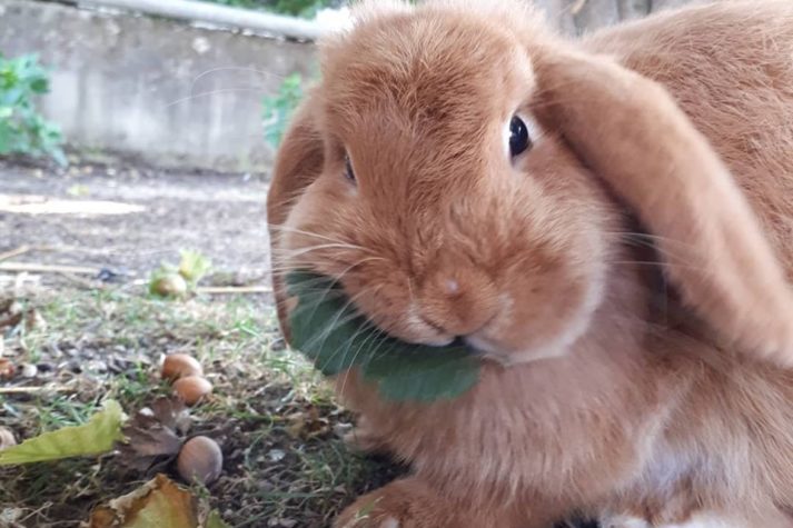 70487103_2378437462203708_31000644445798400_n