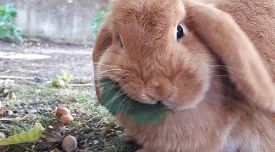 70487103_2378437462203708_31000644445798400_n