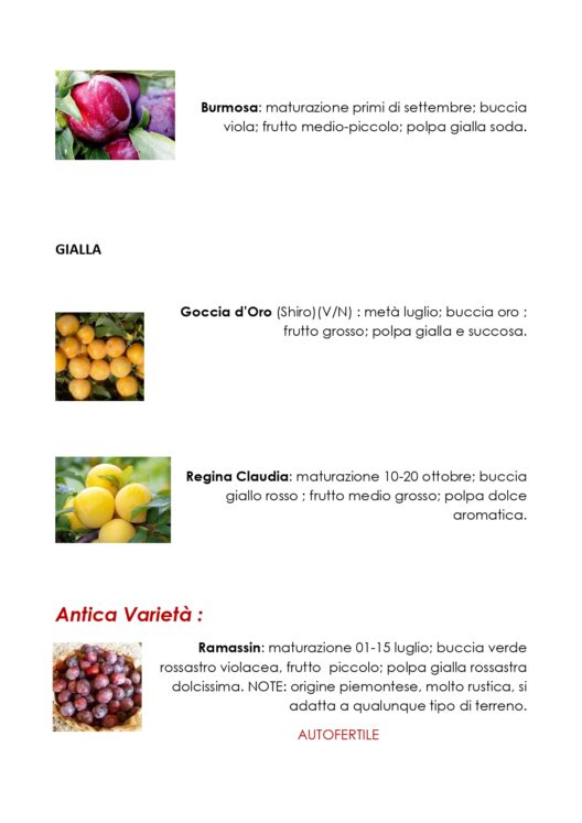 Susini, varietà speciali in vendita