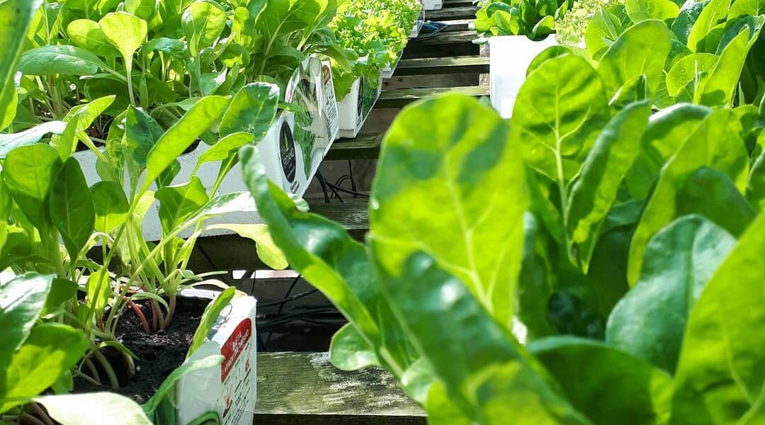 118507887_3189363457777767_3973118145646824856_o