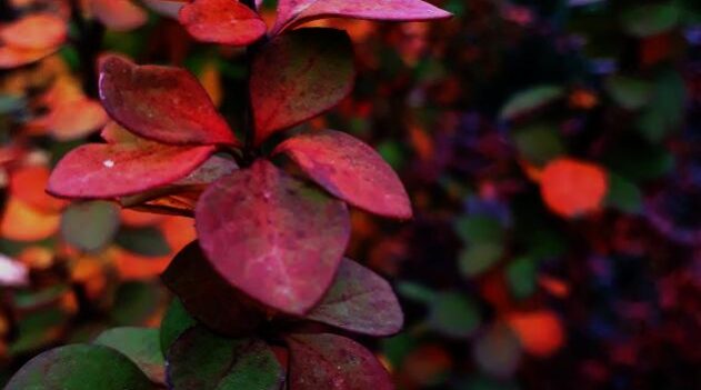 20201112_145529-country