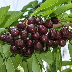 Ciliegio Mora di Cazzano (Prunus avium)