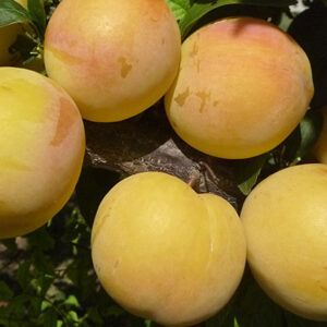 susino golden plum