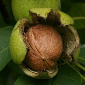 Noce comune (Juglans regia)