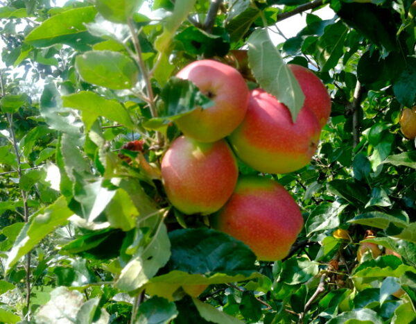 Melo Dominici (Malus domestica)