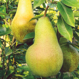 Pero Abate Fetel (Pyrus communis)