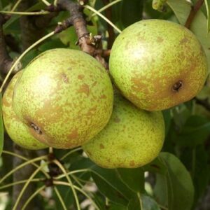 Pero Burè Roca (Pyrus communis)