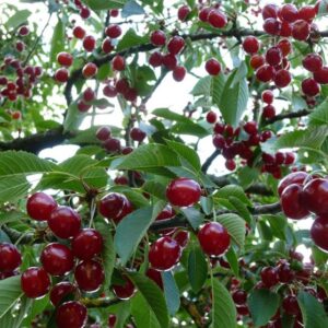 Ciliegio Amarena del Piemonte (Prunus avium)