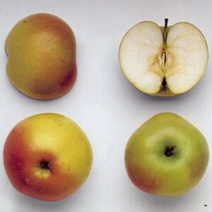 Melo Carla (Malus domestica)