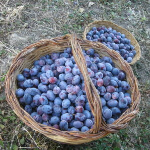 Susino Ramassin (prunus domestica)