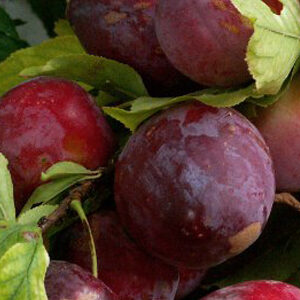 Susino Morettini 355 (prunus domestica)