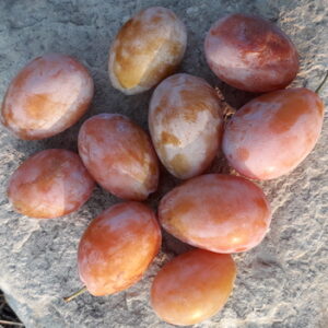 Susino Settembrina (Prunus domestica)