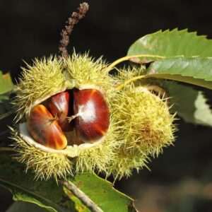 Castagno (Castanea sativa)