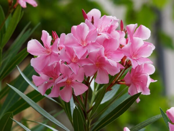 Oleandro (Nerium oleander)