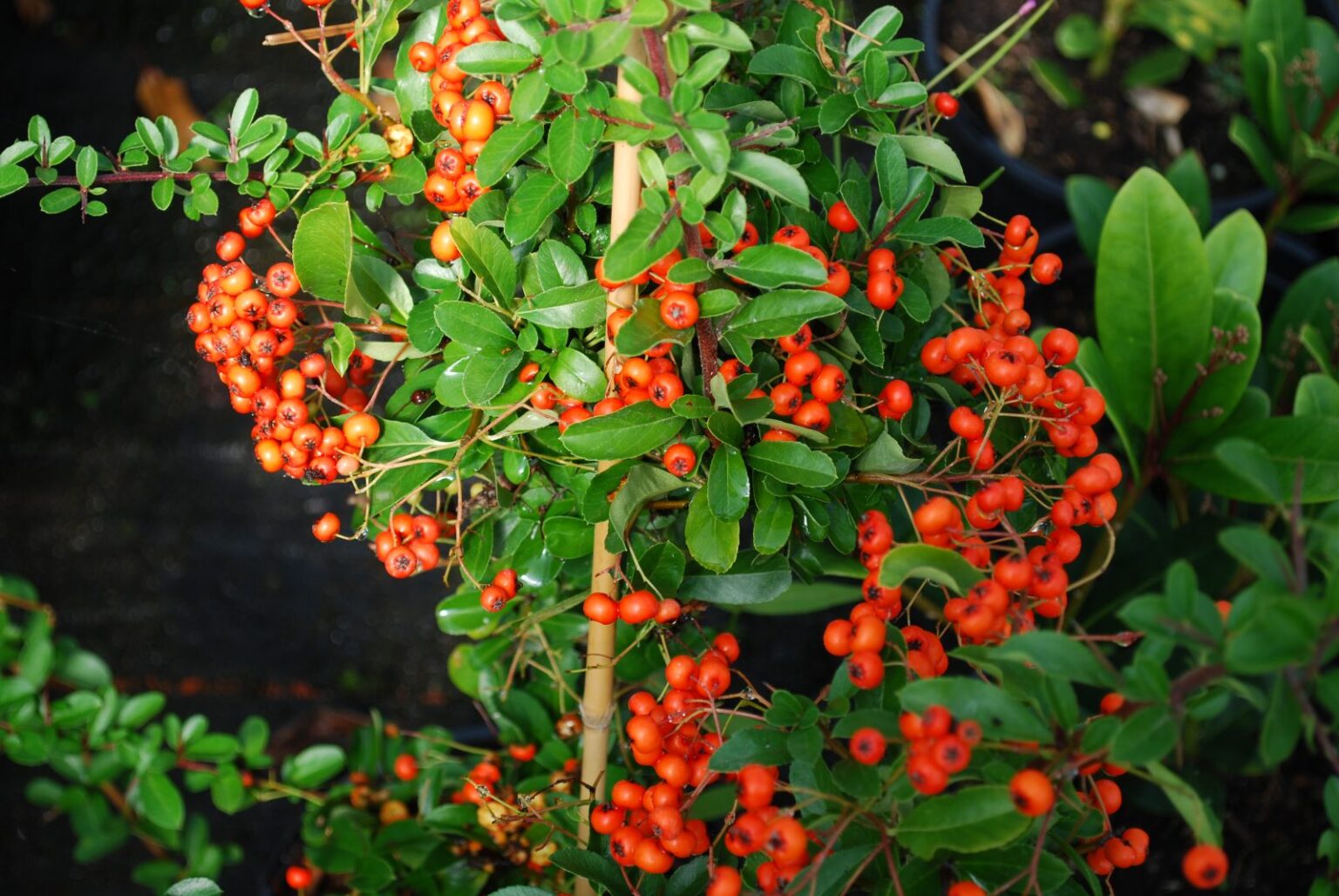 Pyracantha-orange-glow