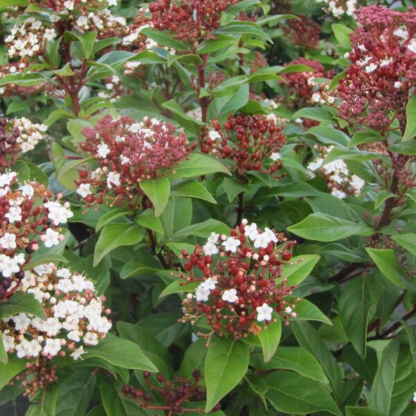 Viburnum Tinus