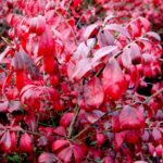 Euonymus-Alatus